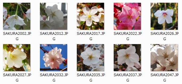 SAKURA_TEST