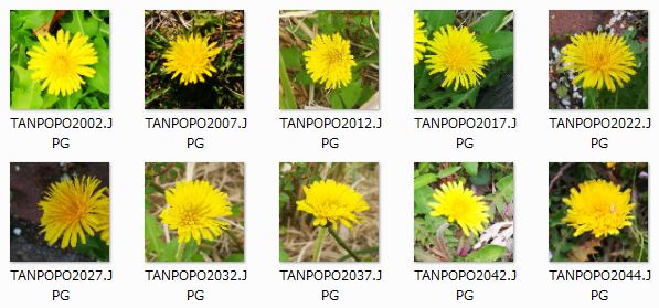 TANPOPO_TEST