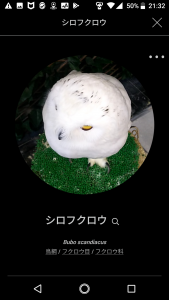 BIRD02-1